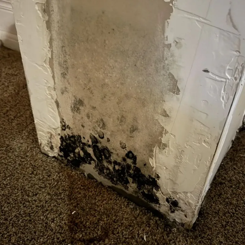 Professional Mold Removal in Cricket, NC